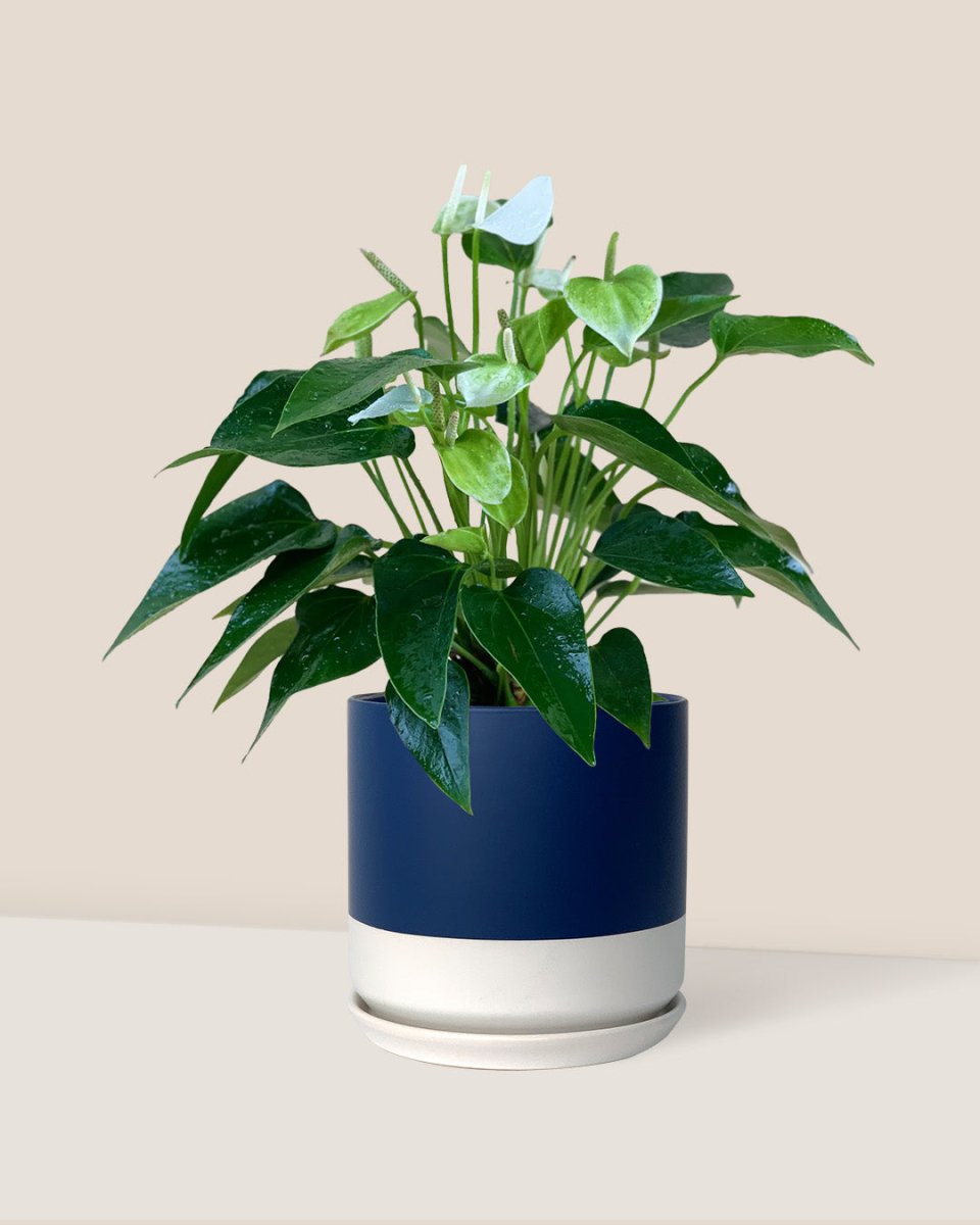 Buy Anthurium White Dream Plant - SG Delivery | Tumbleweed Plants