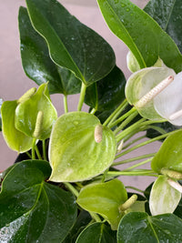 Anthurium White Dream - Potted plant -  Tumbleweed Plants