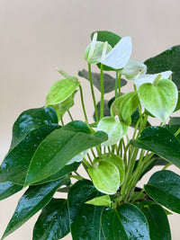 Anthurium White Dream - grow pot - Just plant - Tumbleweed Plants - Online Plant Delivery Singapore