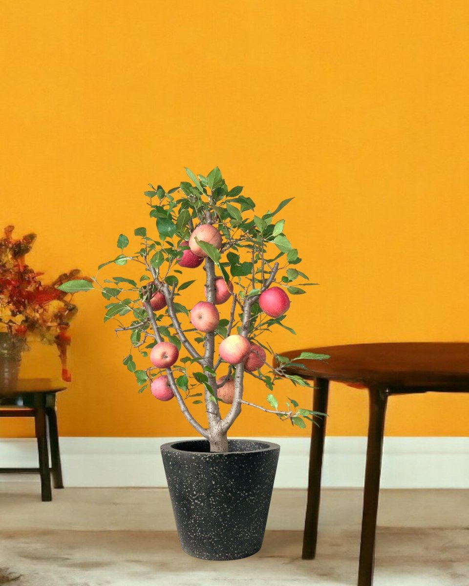Apple Tree - egg pots - pink/ small - Potted plant - Tumbleweed Plants - Online Plant Delivery Singapore