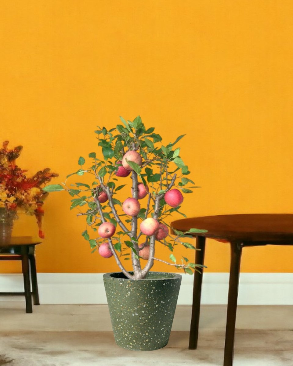 Apple Tree - terrazzo pots - olive green - Potted plant - Tumbleweed Plants - Online Plant Delivery Singapore