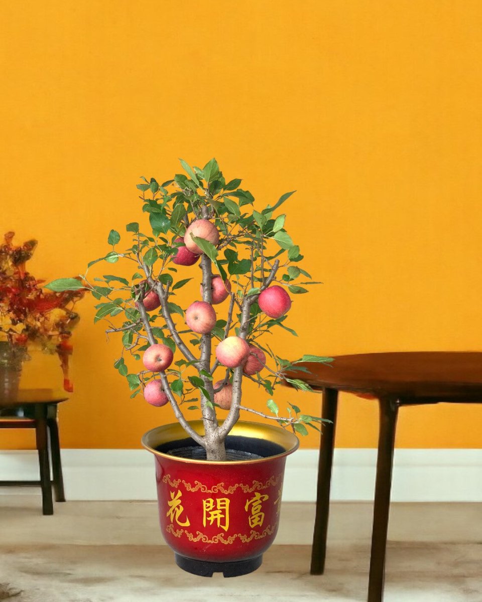 Apple Tree - grow pot - Potted plant - Tumbleweed Plants - Online Plant Delivery Singapore