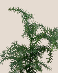 Araucaria cunninghamii - Hoop Pine - Potted plant - Tumbleweed Plants - Online Plant Delivery Singapore