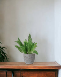 Asparagus Densiflorus - egg pot - small/grey - Just plant - Tumbleweed Plants - Online Plant Delivery Singapore