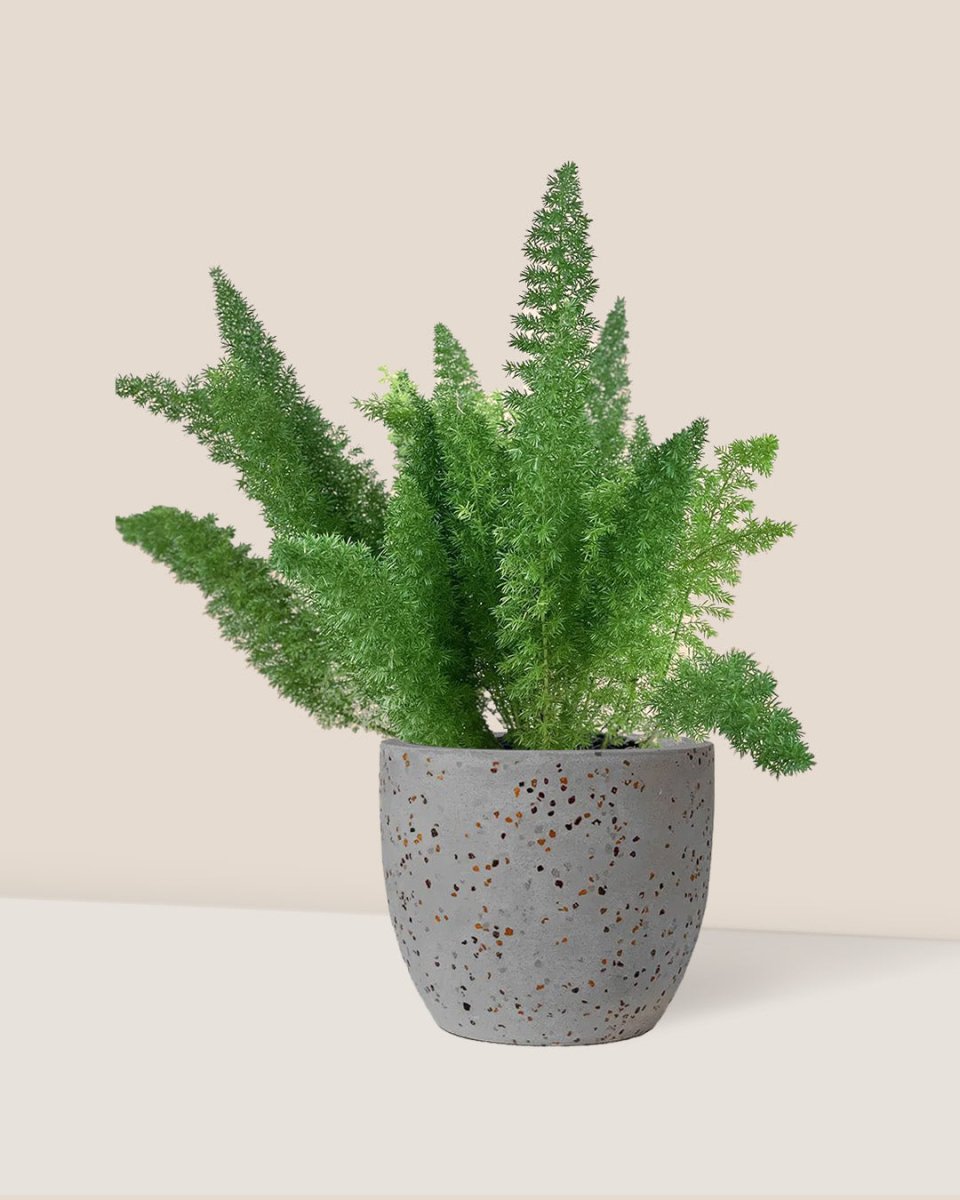 Asparagus Densiflorus - egg pot - small/grey - Just plant - Tumbleweed Plants - Online Plant Delivery Singapore