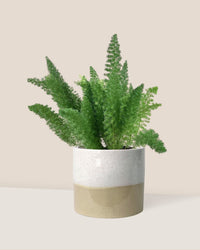 Asparagus Densiflorus - cream two tone pot - Just plant - Tumbleweed Plants - Online Plant Delivery Singapore