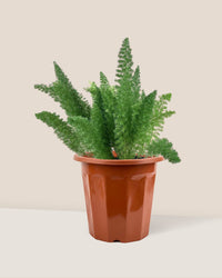 Asparagus Densiflorus - grow pot - Just plant - Tumbleweed Plants - Online Plant Delivery Singapore