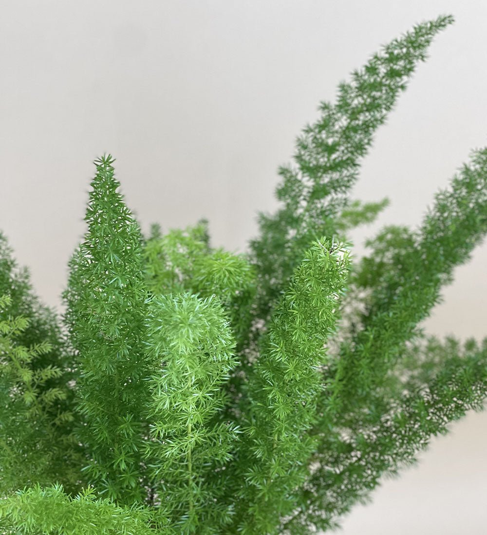 Asparagus Densiflorus - grow pot - Just plant - Tumbleweed Plants - Online Plant Delivery Singapore