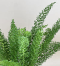 Asparagus Densiflorus - grow pot - Just plant - Tumbleweed Plants - Online Plant Delivery Singapore