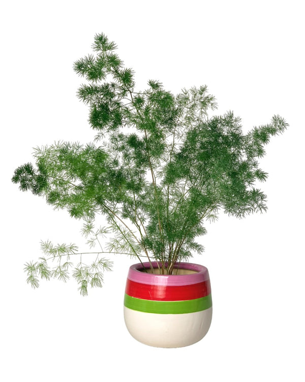 Asparagus Myriocladus - little cylinder black with tray planter - Potted plant - Tumbleweed Plants - Online Plant Delivery Singapore