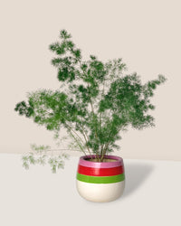 Asparagus Myriocladus - poppy color planter - ariel - Potted plant - Tumbleweed Plants - Online Plant Delivery Singapore