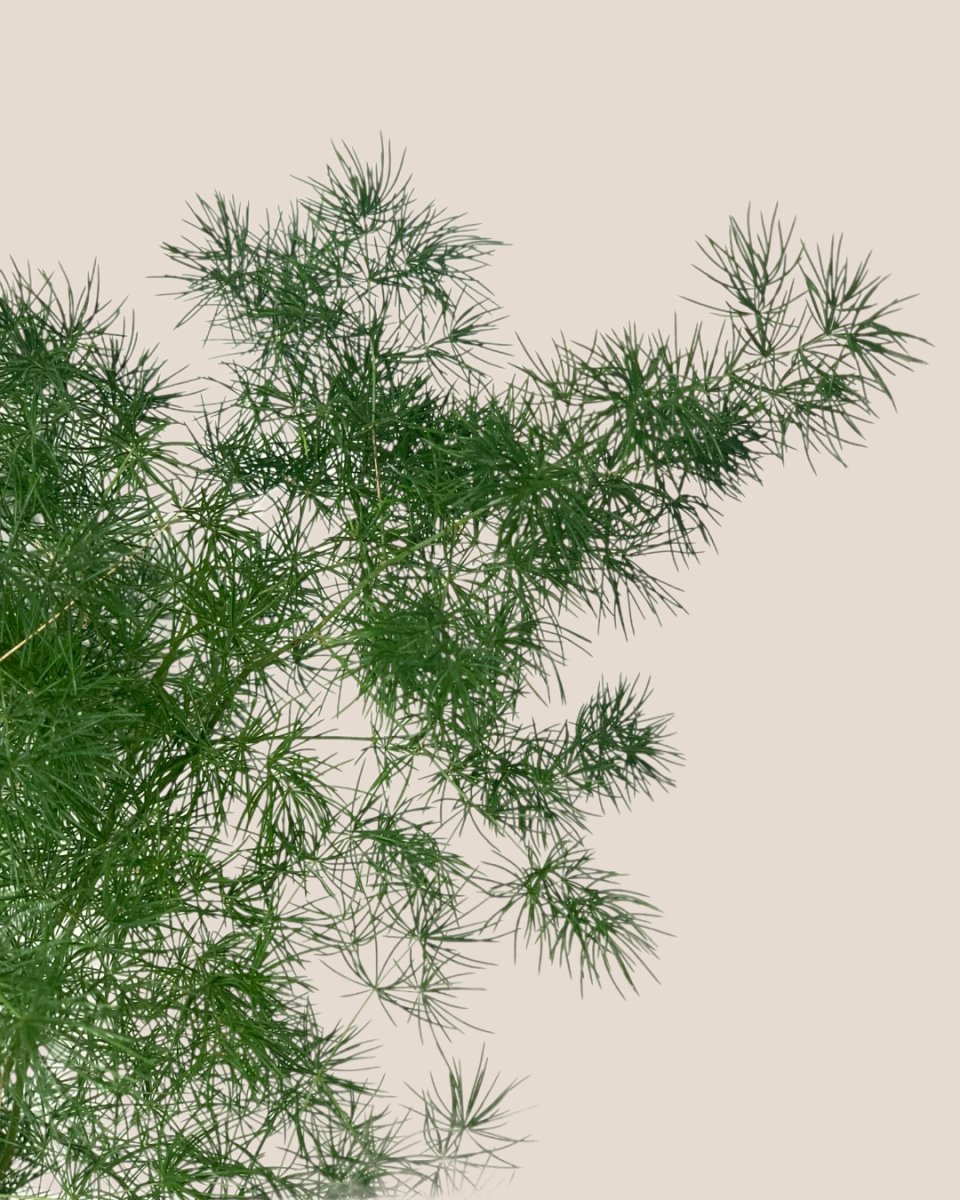 Asparagus Myriocladus - little cylinder black with tray planter - Potted plant - Tumbleweed Plants - Online Plant Delivery Singapore