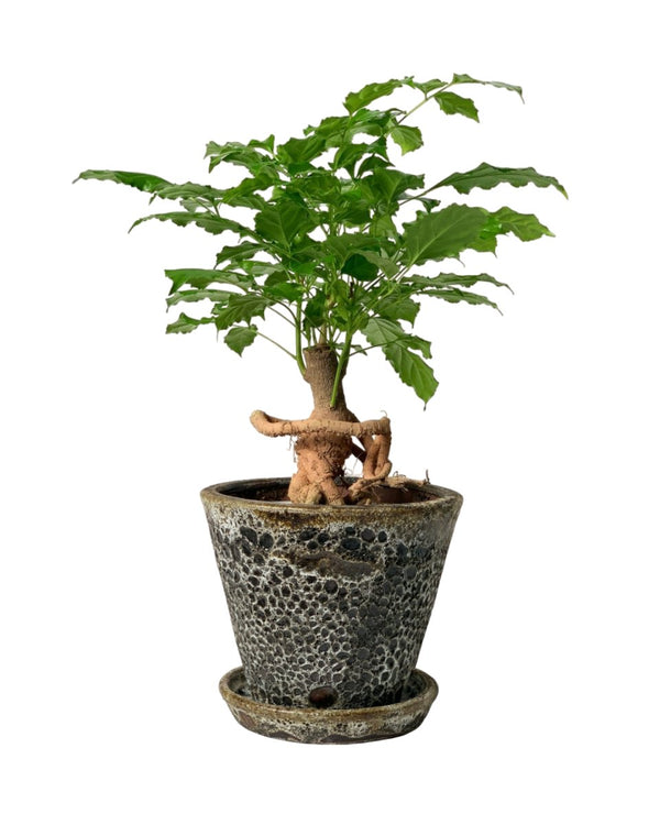 Baby China Doll Bonsai - jade sea cone - Potted plant - Tumbleweed Plants - Online Plant Delivery Singapore