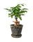 Baby China Doll Bonsai