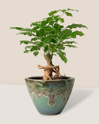 Baby China Doll Bonsai - jade sea cone - Potted plant - Tumbleweed Plants - Online Plant Delivery Singapore