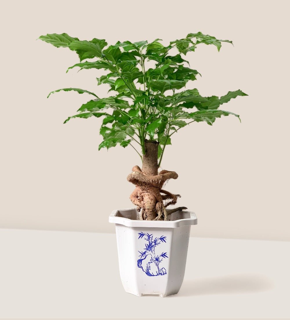 china doll bonsai tree Baby China Doll Bonsai