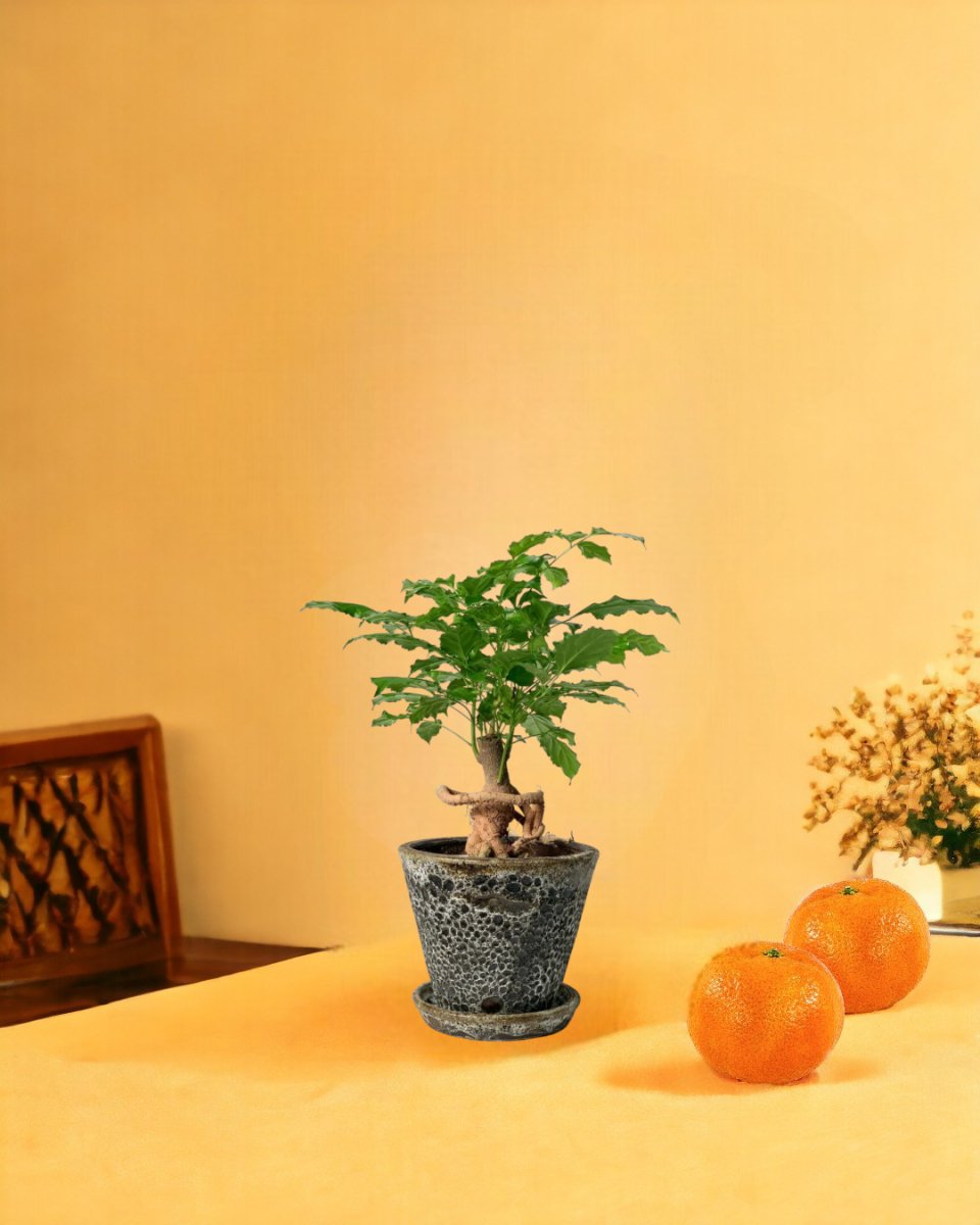 Baby China Doll Bonsai - jade sea cone - Potted plant - Tumbleweed Plants - Online Plant Delivery Singapore