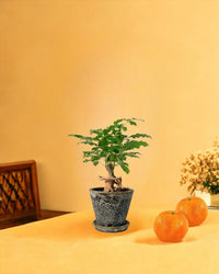 Baby China Doll Bonsai - jade sea cone - Potted plant - Tumbleweed Plants - Online Plant Delivery Singapore