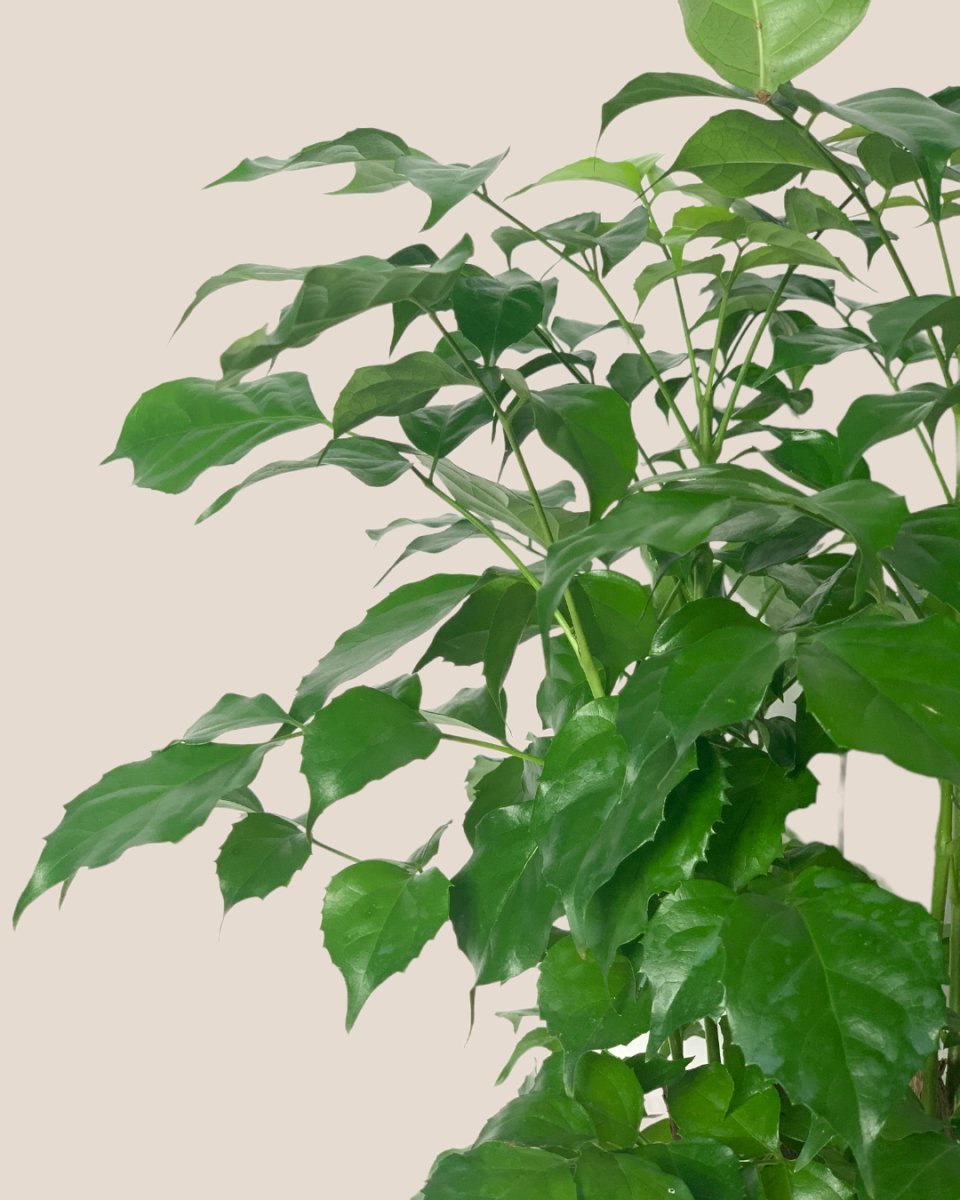 Baby China Doll Bonsai - grow pot - Potted plant - Tumbleweed Plants - Online Plant Delivery Singapore