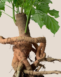 Baby China Doll Bonsai - grow pot - Potted plant - Tumbleweed Plants - Online Plant Delivery Singapore