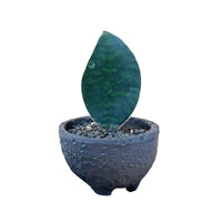 Baby Whale Fin Sansevieria in Wabi Sabi Coal Planter