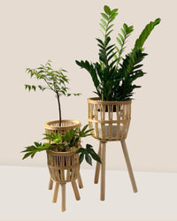 Bamboo Basket with Stand - Large - Stand - Tumbleweed Plants - Online Plant Delivery Singapore