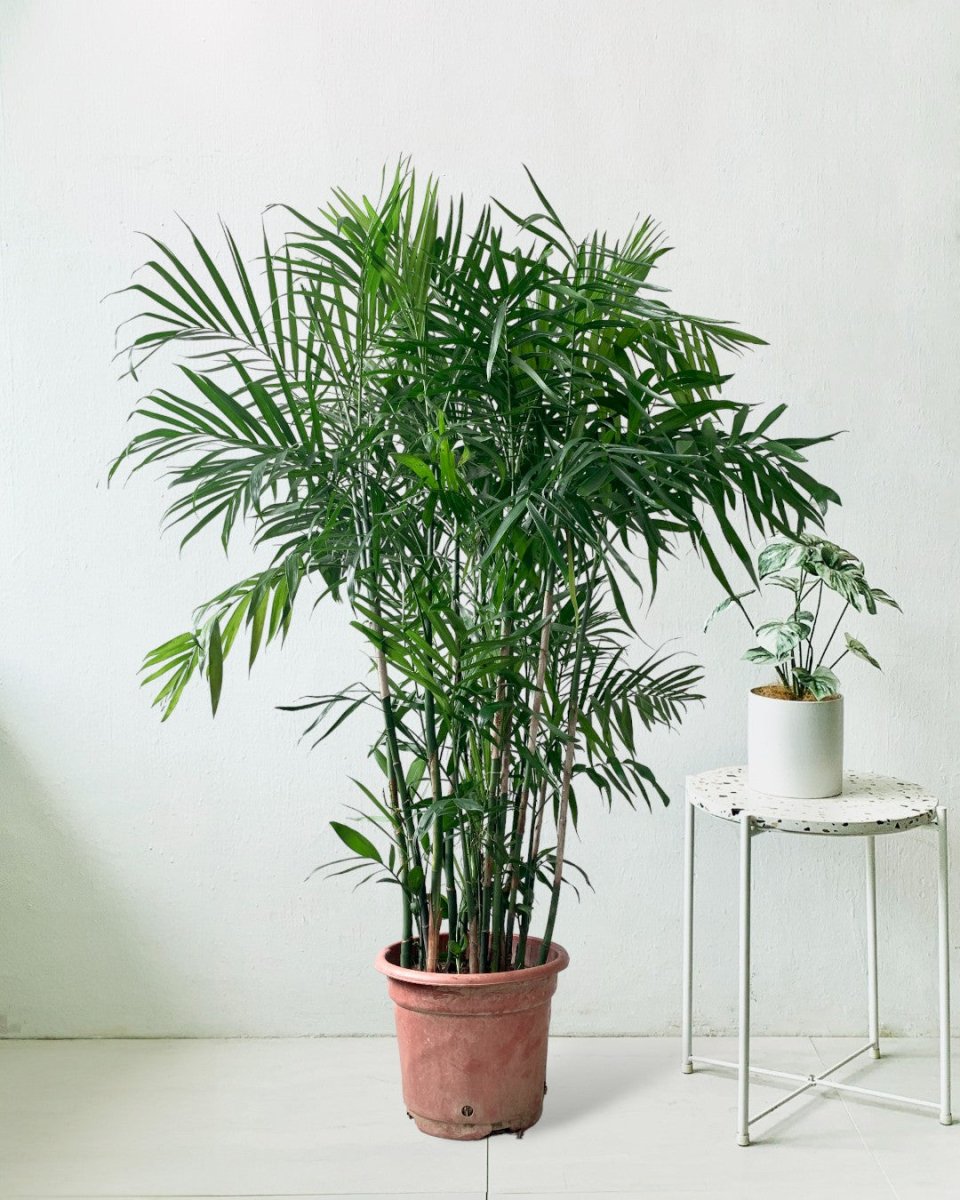 Bamboo Palm in a grow pot
