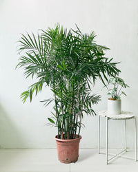Bamboo Palm in a grow pot