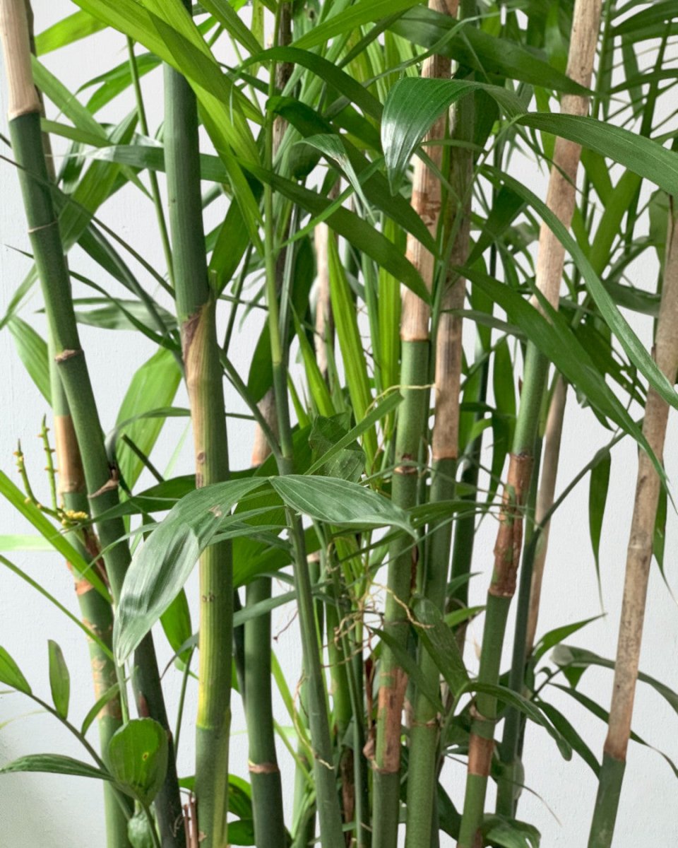 Bamboo Palm 