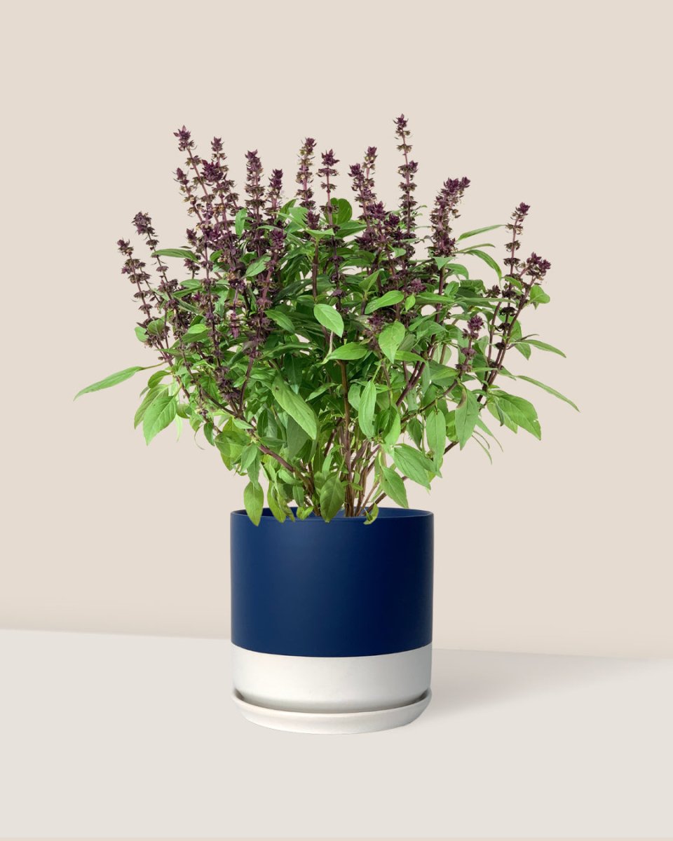 Basil Flower - blue white two tone pot - Potted plant - Tumbleweed Plants - Online Plant Delivery Singapore