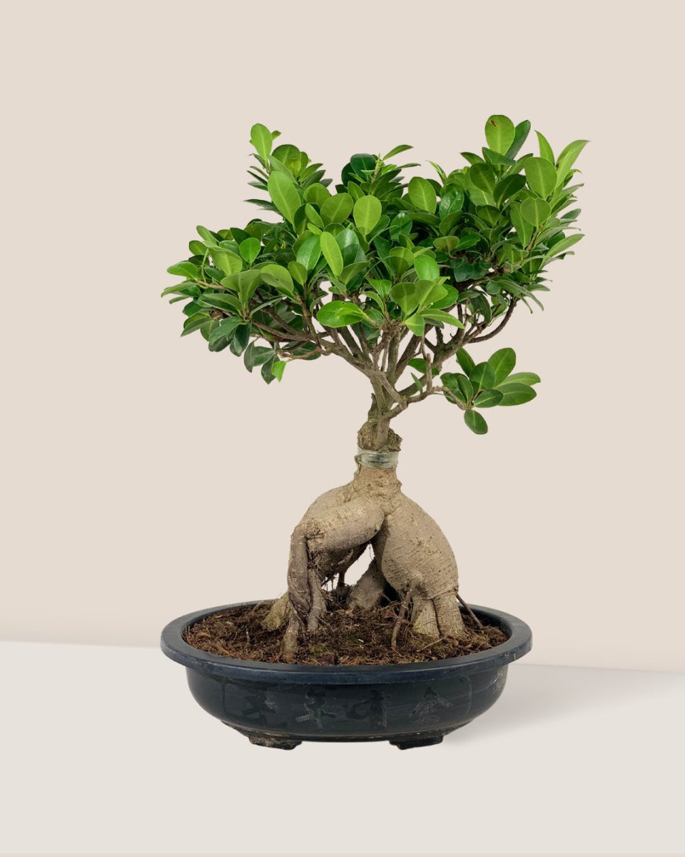 Bird Plum Bonsai - grow pot - Potted plant - Tumbleweed Plants - Online Plant Delivery Singapore