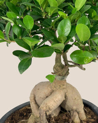 Bird Plum Bonsai - grow pot - Potted plant - Tumbleweed Plants - Online Plant Delivery Singapore
