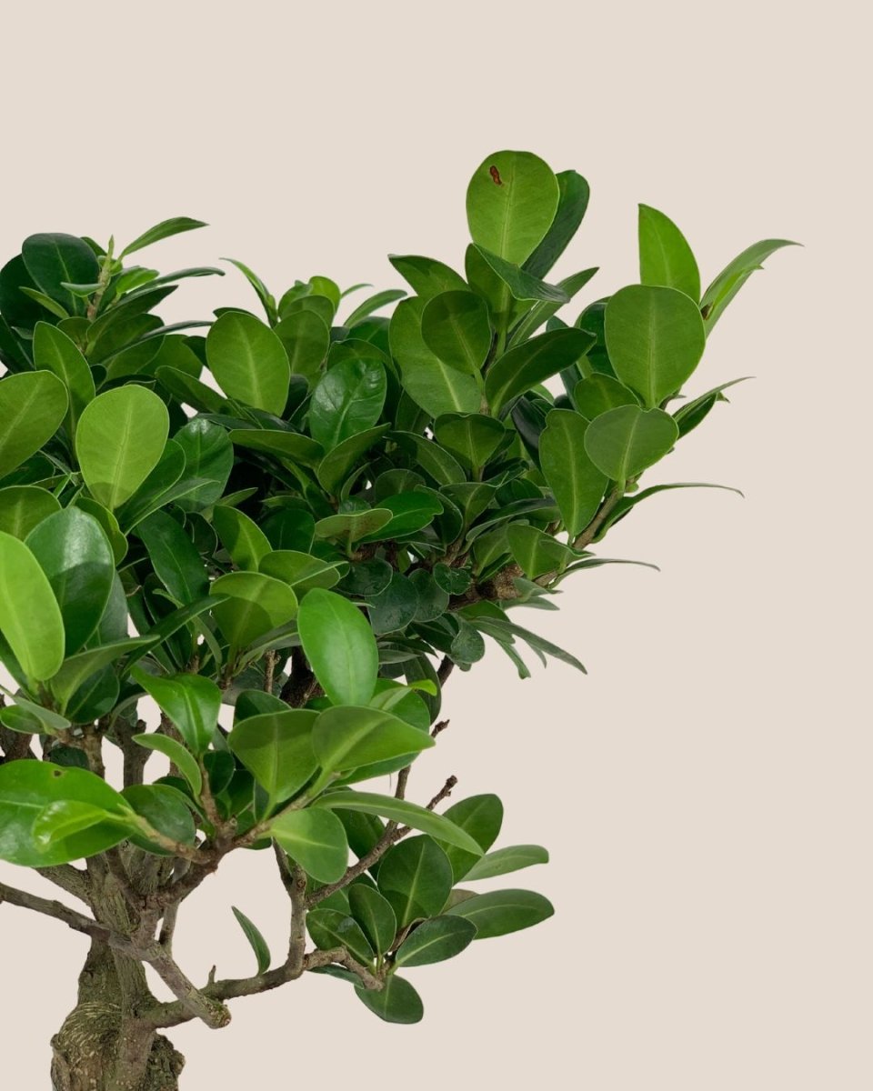 Bird Plum Bonsai - grow pot - Potted plant - Tumbleweed Plants - Online Plant Delivery Singapore