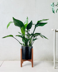Baby Bird of Paradise - mid century plant stand - Gifting plant - Tumbleweed Plants - Online Plant Delivery Singapore
