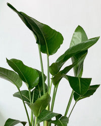 Bird of Paradise - Junior - grow pot - Potted plant - Tumbleweed Plants - Online Plant Delivery Singapore