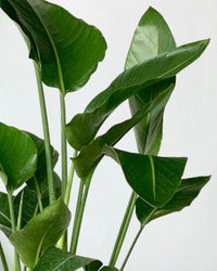Bird of Paradise - Junior - grow pot - Potted plant - Tumbleweed Plants - Online Plant Delivery Singapore