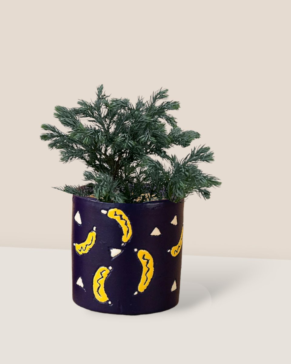 Blue Moss Cyprus (Chamaecyparis pisifera 'Boulevard') - banana pots - blue - Potted plant - Tumbleweed Plants - Online Plant Delivery Singapore