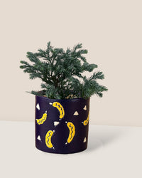 Blue Moss Cyprus (Chamaecyparis pisifera 'Boulevard') - banana pots - blue - Potted plant - Tumbleweed Plants - Online Plant Delivery Singapore