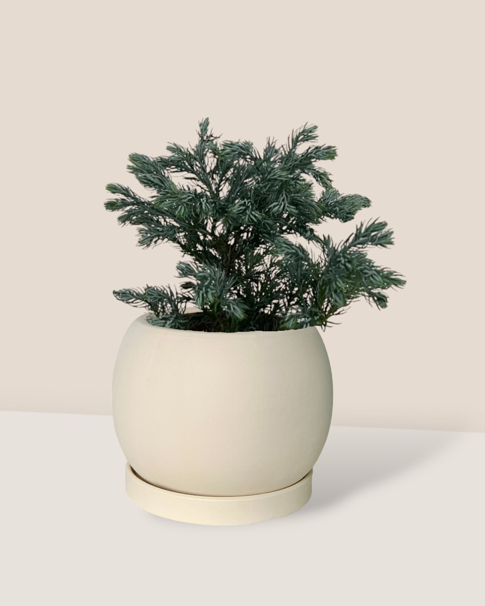 Blue Moss Cyprus (Chamaecyparis pisifera 'Boulevard') - white flour planter - round - Potted plant - Tumbleweed Plants - Online Plant Delivery Singapore