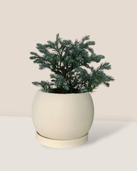 Blue Moss Cyprus (Chamaecyparis pisifera 'Boulevard') - white flour planter - round - Potted plant - Tumbleweed Plants - Online Plant Delivery Singapore