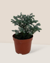 Blue Moss Cyprus (Chamaecyparis pisifera 'Boulevard') - grow pot - Potted plant - Tumbleweed Plants - Online Plant Delivery Singapore