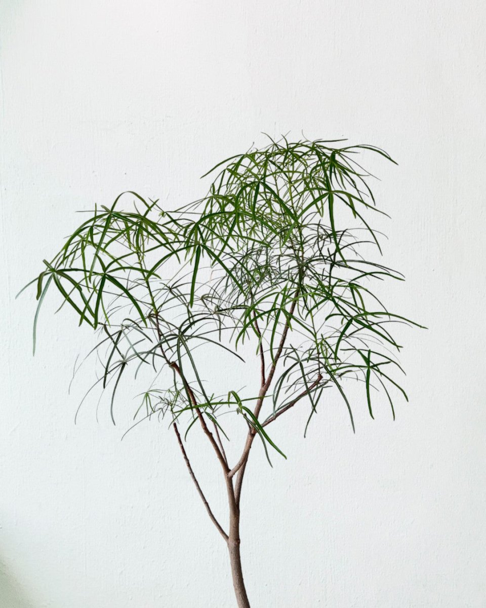 Bottle Tree (Brachychiton Rupestris) - grow pot - Gifting plant - Tumbleweed Plants - Online Plant Delivery Singapore