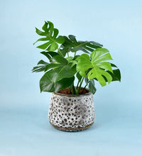 Brown Moon Pot - large (with tray)