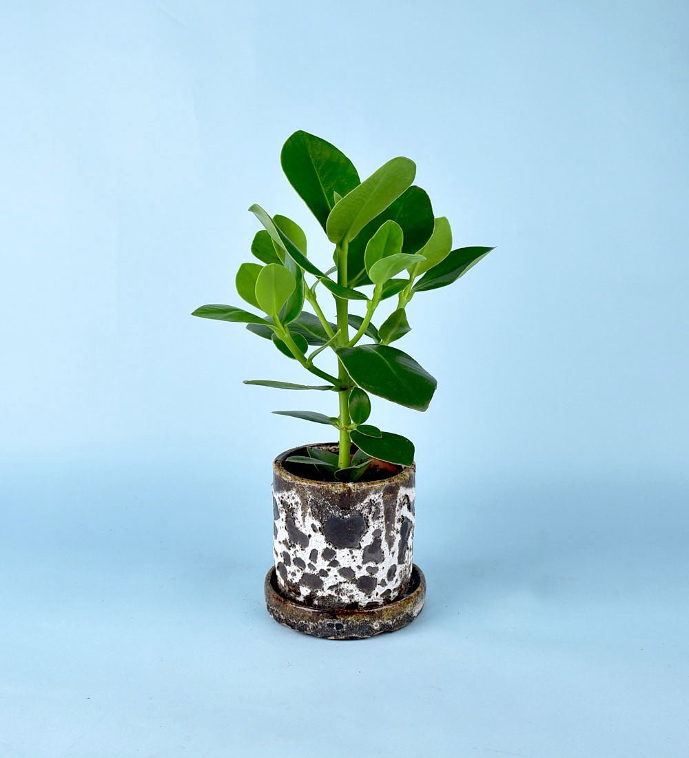 Brown Moon Pot - cylinder - Pot