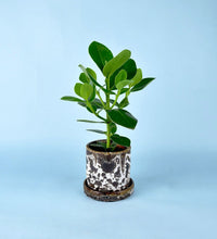 Brown Moon Pot - cylinder - Pot