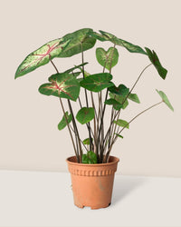 Caladium Cherry Blossom - grow pot - Potted plant - Tumbleweed Plants - Online Plant Delivery Singapore