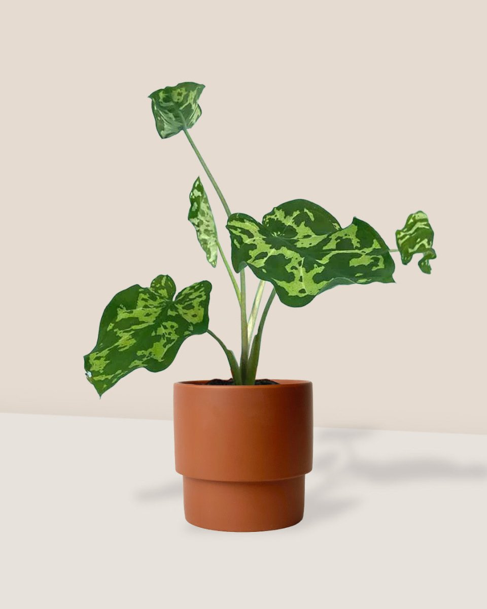 Caladium Hilo Beauty - plinth pot - chestnut/large - Just plant - Tumbleweed Plants - Online Plant Delivery Singapore