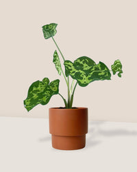 Caladium Hilo Beauty - plinth pot - chestnut/large - Just plant - Tumbleweed Plants - Online Plant Delivery Singapore