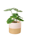Caladium White Christmas - blue white two tone pot - Potted plant - Tumbleweed Plants - Online Plant Delivery Singapore