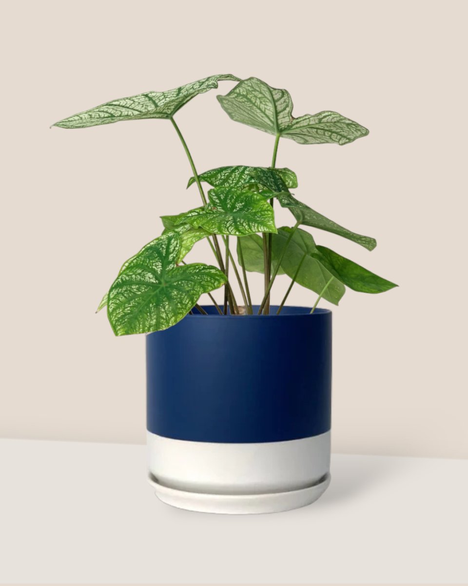 Caladium White Christmas - blue white two tone pot - Potted plant - Tumbleweed Plants - Online Plant Delivery Singapore